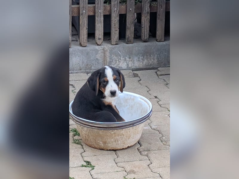 Bernersennenbeaglemix