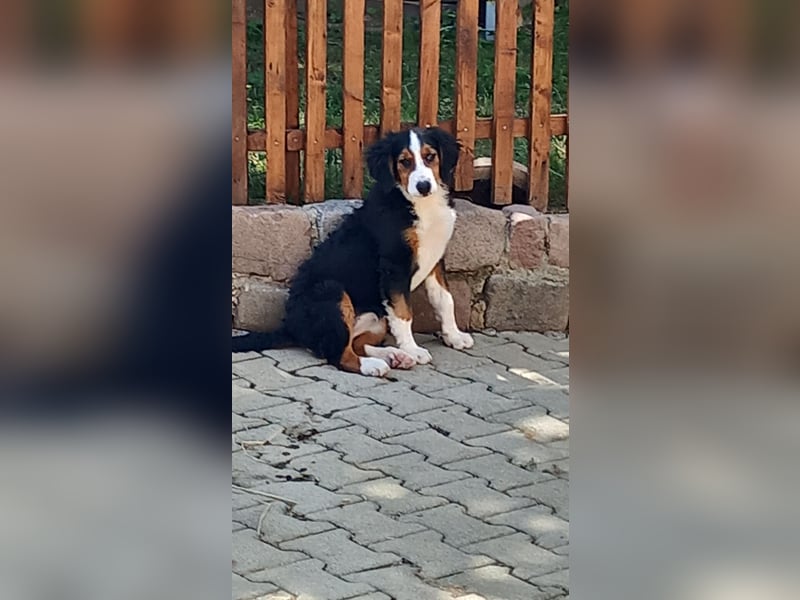 Bernersennenbeaglemix
