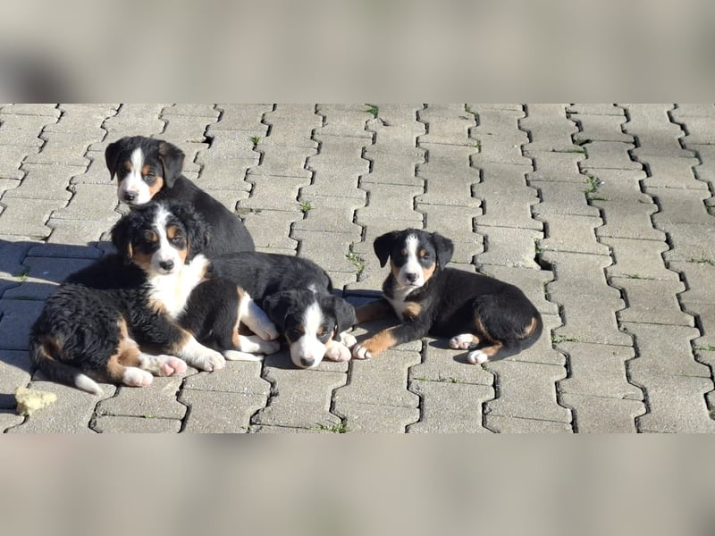 Bernersennenbeaglemix