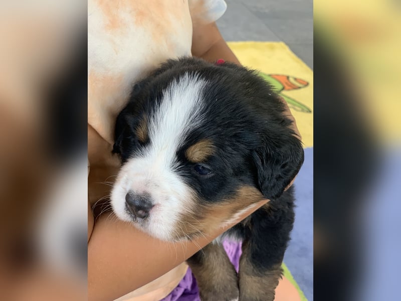 Berner Sennhunde Welpen