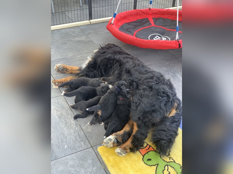 Berner Sennhunde Welpen