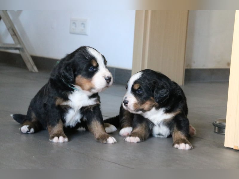 Berner Sennhunde Welpen