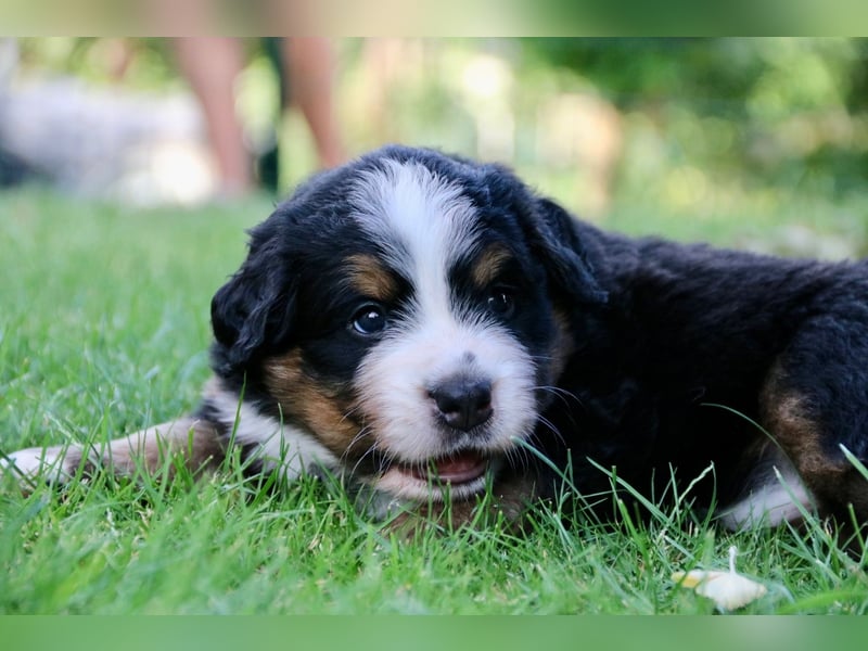 Berner Sennhunde Welpen