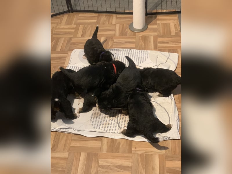 Berner Sennhunde Welpen