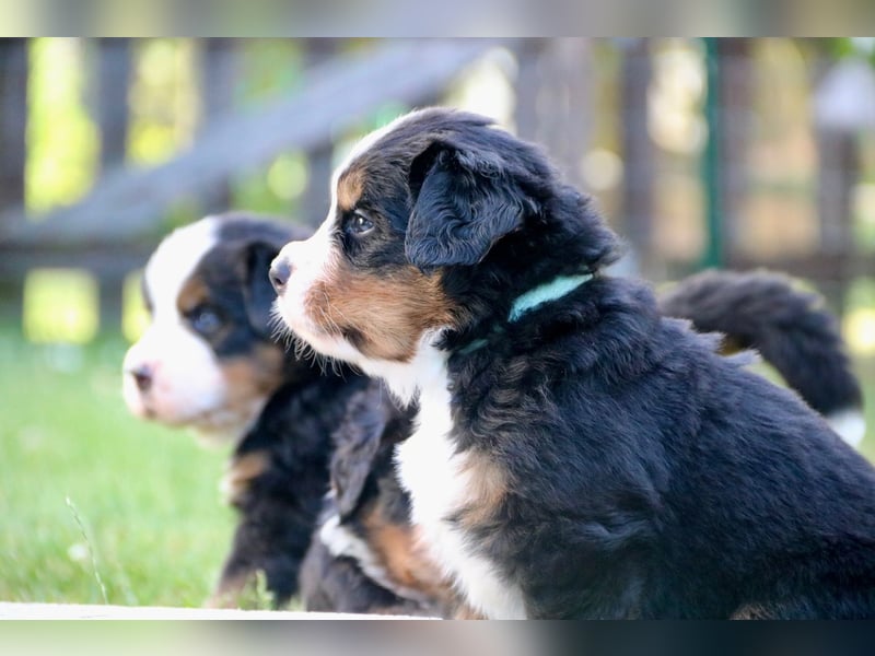 Berner Sennhunde Welpen