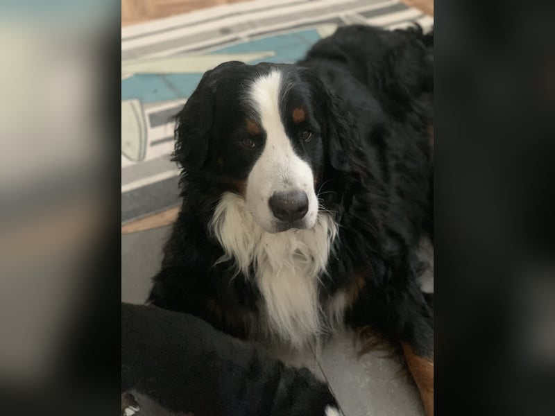 Berner Sennhunde Welpen