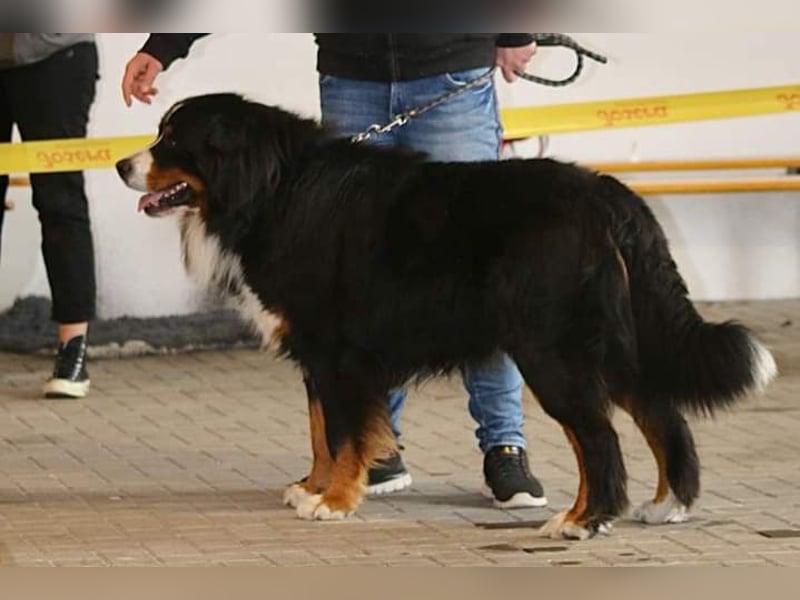 Berner Sennenhund Deckrüde / mehrfacher Champion