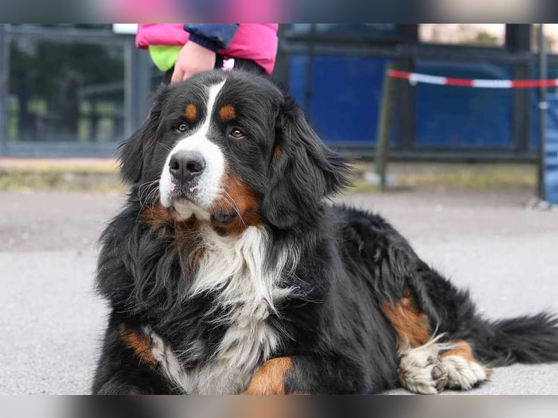 Berner Sennenhund Deckrüde / mehrfacher Champion