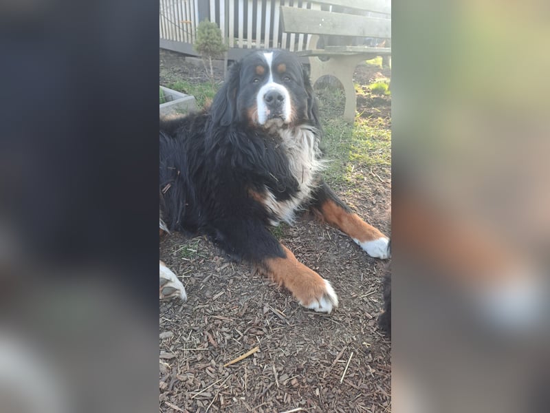 Berner Sennenhund Deckrüde / mehrfacher Champion