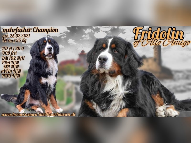 Berner Sennenhund Deckrüde / mehrfacher Champion