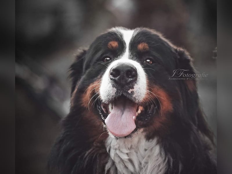 Berner Sennenhund Deckrüde / mehrfacher Champion