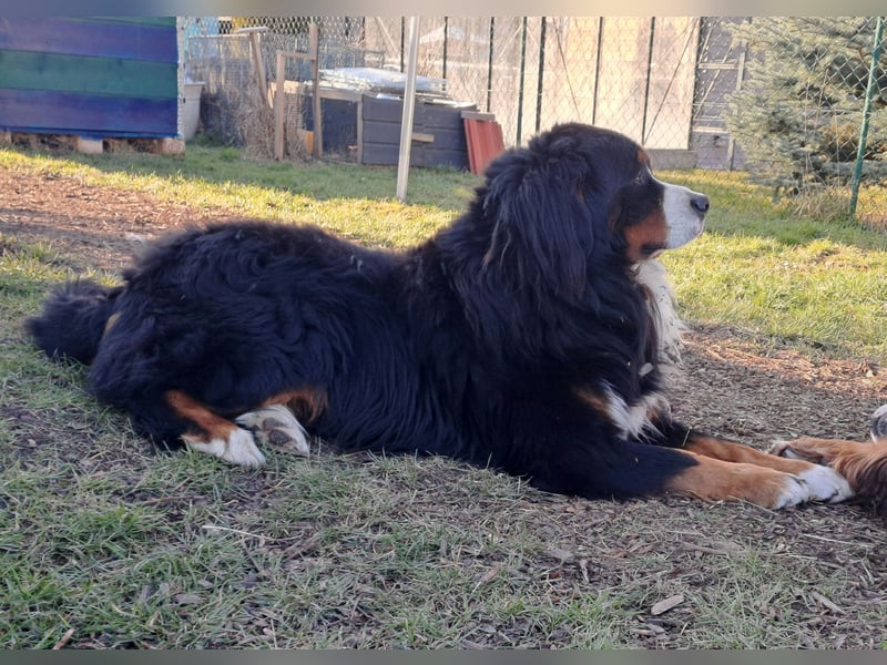 Berner Sennenhund Deckrüde / mehrfacher Champion