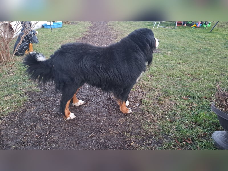 Berner Sennenhund Deckrüde / mehrfacher Champion