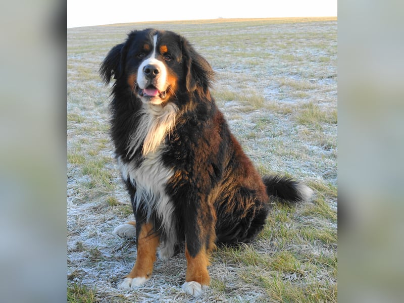 Berner Sennenhund Deckrüde / mehrfacher Champion