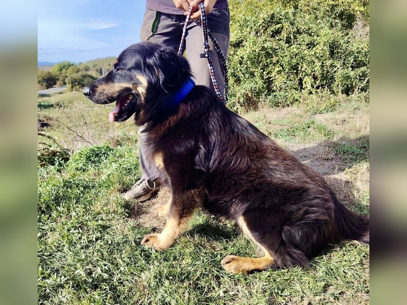 Lieber Hovawart Berner Sennenhund Mix, 8 J., topfit, gepflegt, kastriert