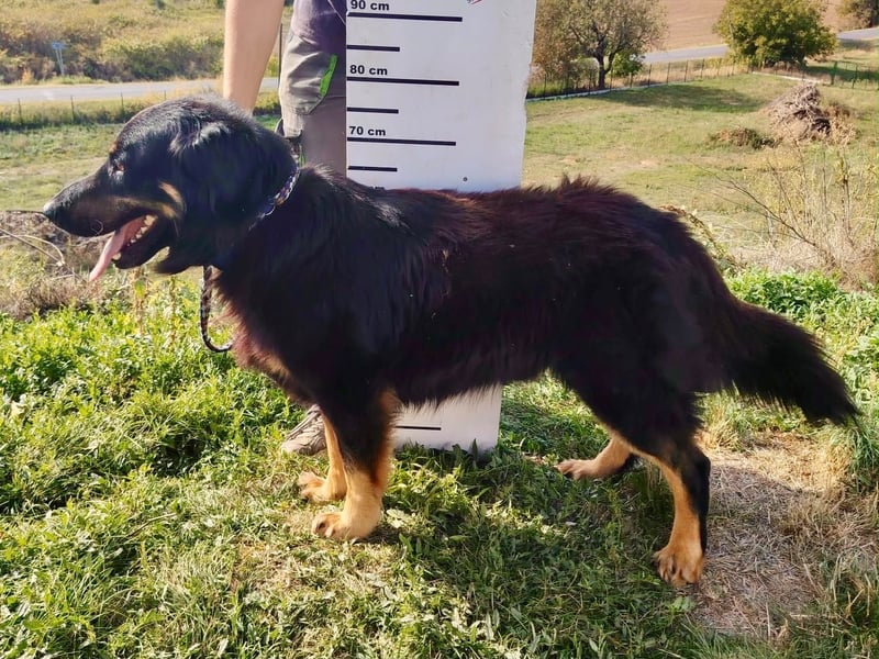 Lieber Hovawart Berner Sennenhund Mix, 8 J., topfit, gepflegt, kastriert