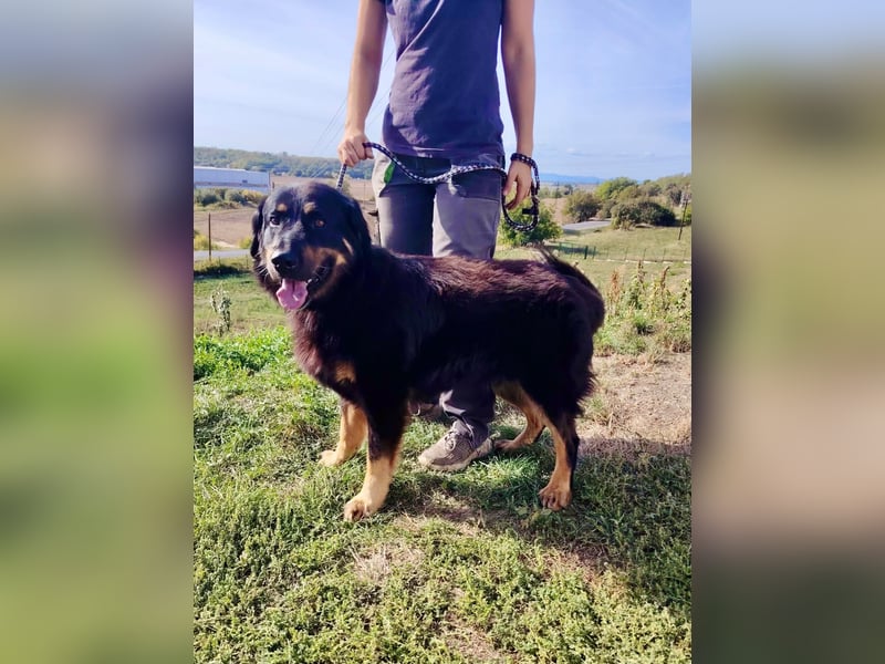Lieber Hovawart Berner Sennenhund Mix, 8 J., topfit, gepflegt, kastriert