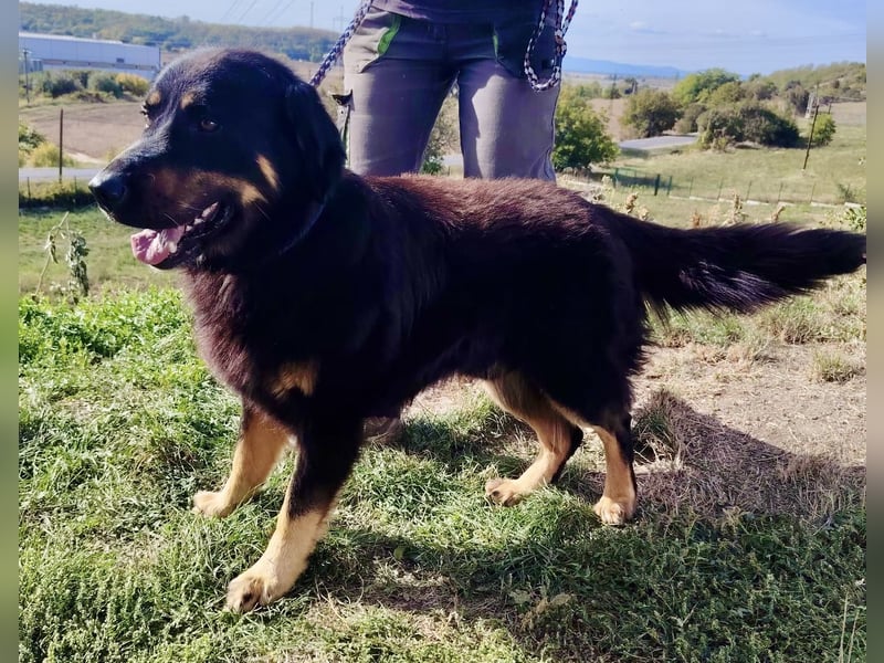 Lieber Hovawart Berner Sennenhund Mix, 8 J., topfit, gepflegt, kastriert