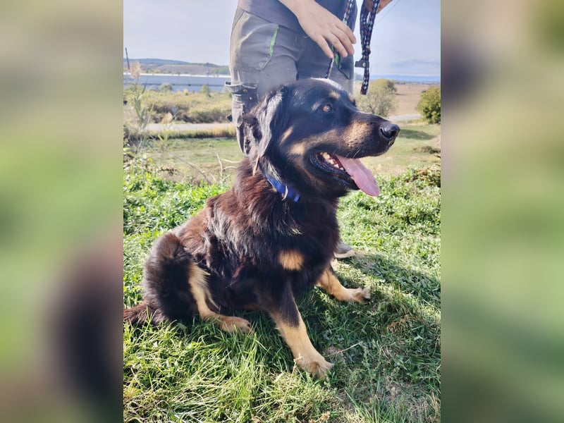 Lieber Hovawart Berner Sennenhund Mix, 8 J., topfit, gepflegt, kastriert