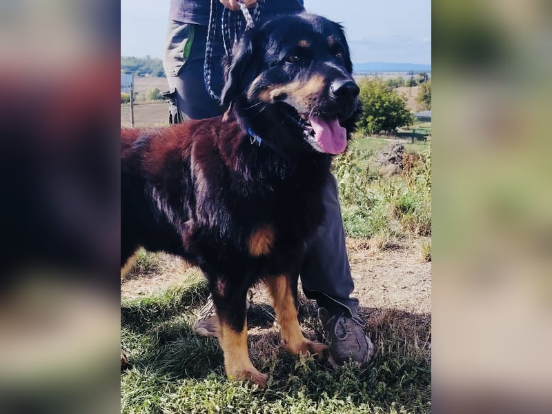 Lieber Hovawart Berner Sennenhund Mix, 8 J., topfit, gepflegt, kastriert
