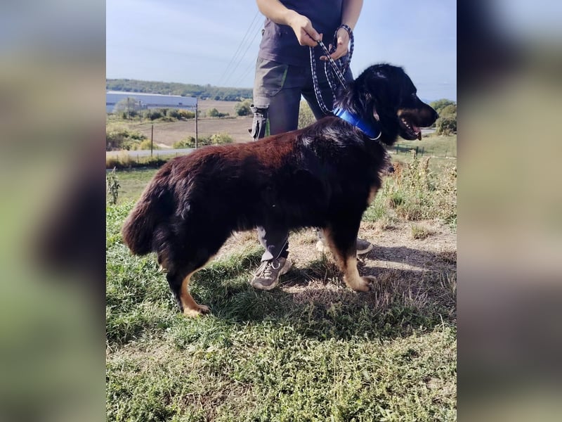 Lieber Hovawart Berner Sennenhund Mix, 8 J., topfit, gepflegt, kastriert