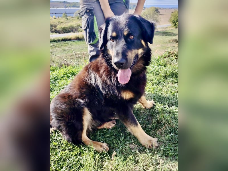 Lieber Hovawart Berner Sennenhund Mix, 8 J., topfit, gepflegt, kastriert