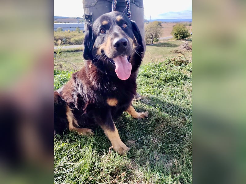 Lieber Hovawart Berner Sennenhund Mix, 8 J., topfit, gepflegt, kastriert