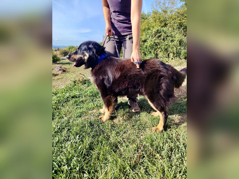 Lieber Hovawart Berner Sennenhund Mix, 8 J., topfit, gepflegt, kastriert