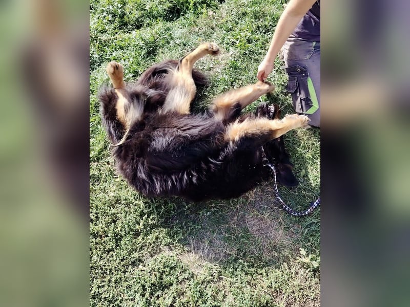 Lieber Hovawart Berner Sennenhund Mix, 8 J., topfit, gepflegt, kastriert