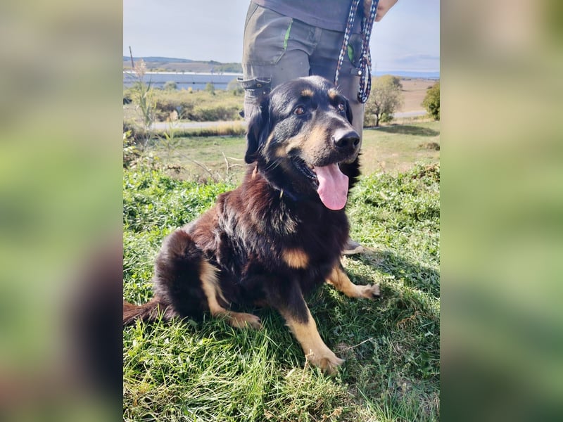 Lieber Hovawart Berner Sennenhund Mix, 8 J., topfit, gepflegt, kastriert