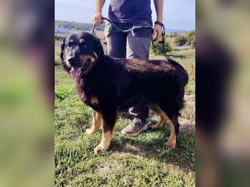 Lieber Hovawart Berner Sennenhund Mix, 8 J., topfit, gepflegt, kastriert