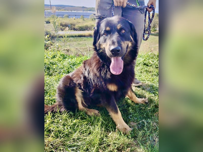 Lieber Hovawart Berner Sennenhund Mix, 8 J., topfit, gepflegt, kastriert