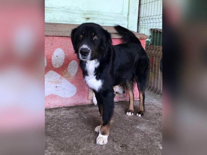 Jack sucht einen Gnadenplatz