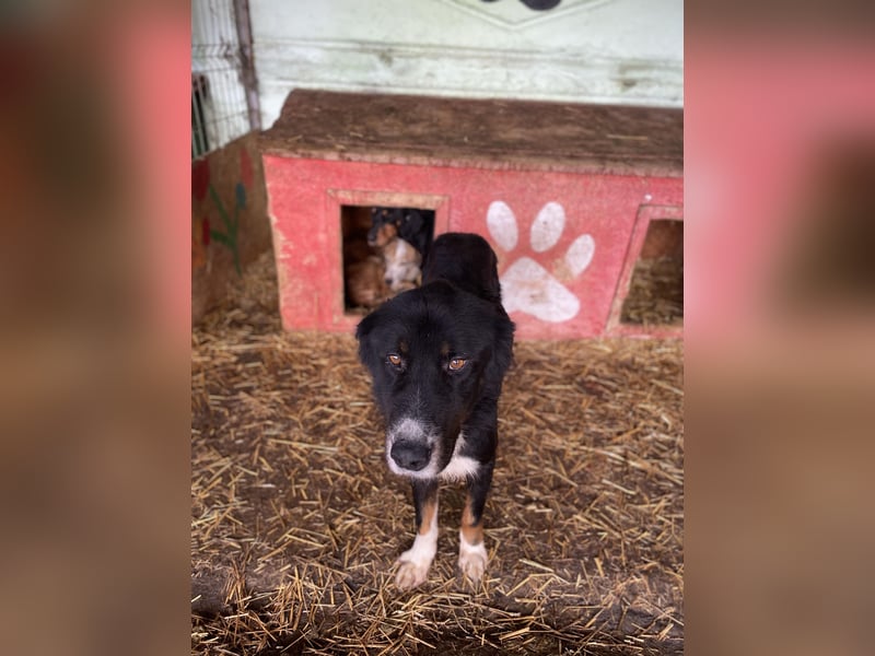 Jack (2) sucht einen Gnadenplatz