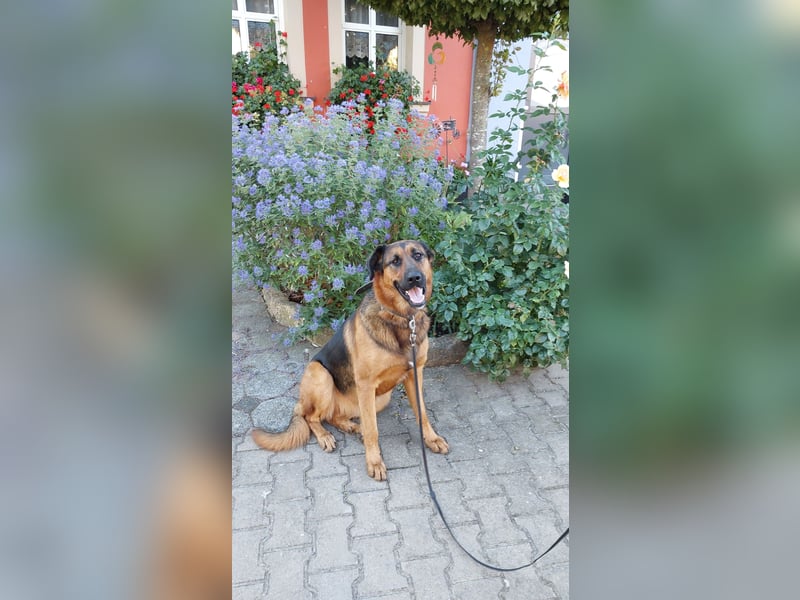 Wir suchen für unsere 2-jährige Berner-Sennenhund/Schäferhund-Mix-Hündin ein neues zuhause