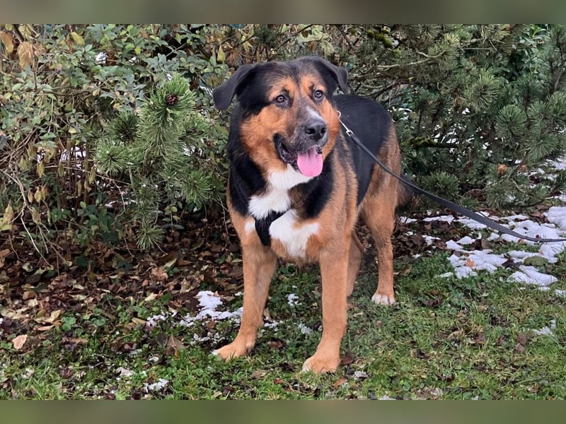 Jenn-Balu - sanftmütiger, kinderlieber Kuschelbär - Tierhilfe Franken e.V.