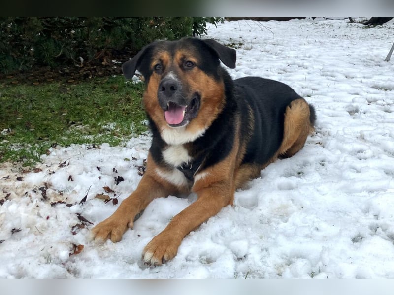 Jenn-Balu - sanftmütiger, kinderlieber Kuschelbär - Tierhilfe Franken e.V.