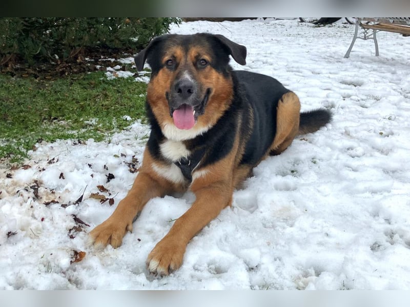 Jenn-Balu - sanftmütiger, kinderlieber Kuschelbär - Tierhilfe Franken e.V.