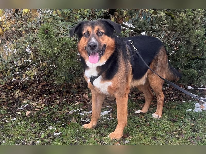 Jenn-Balu - sanftmütiger, kinderlieber Kuschelbär - Tierhilfe Franken e.V.