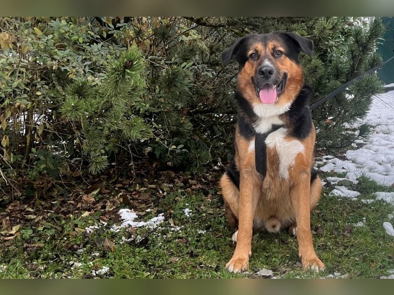 Jenn-Balu - sanftmütiger, kinderlieber Kuschelbär - Tierhilfe Franken e.V.