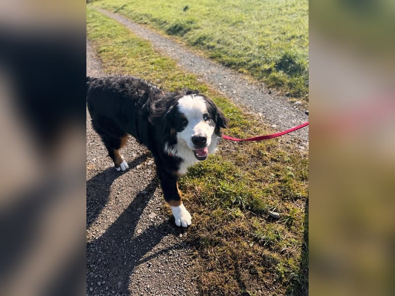 MUFFIN - erfahrene Endpflegestelle gesucht!