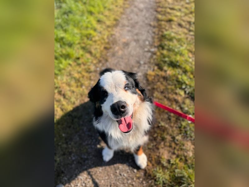 MUFFIN - erfahrene Endpflegestelle gesucht!