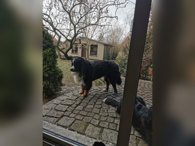 Berner Sennenhund Deckrüde