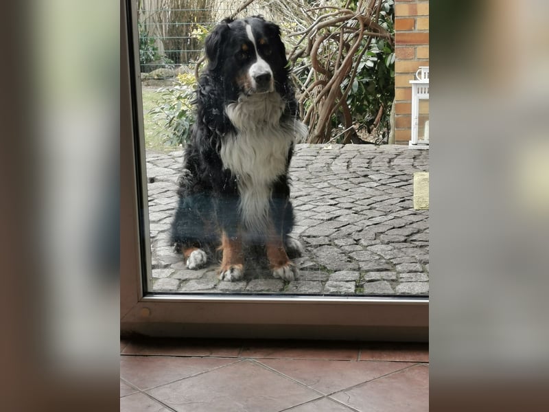 Berner Sennenhund Deckrüde