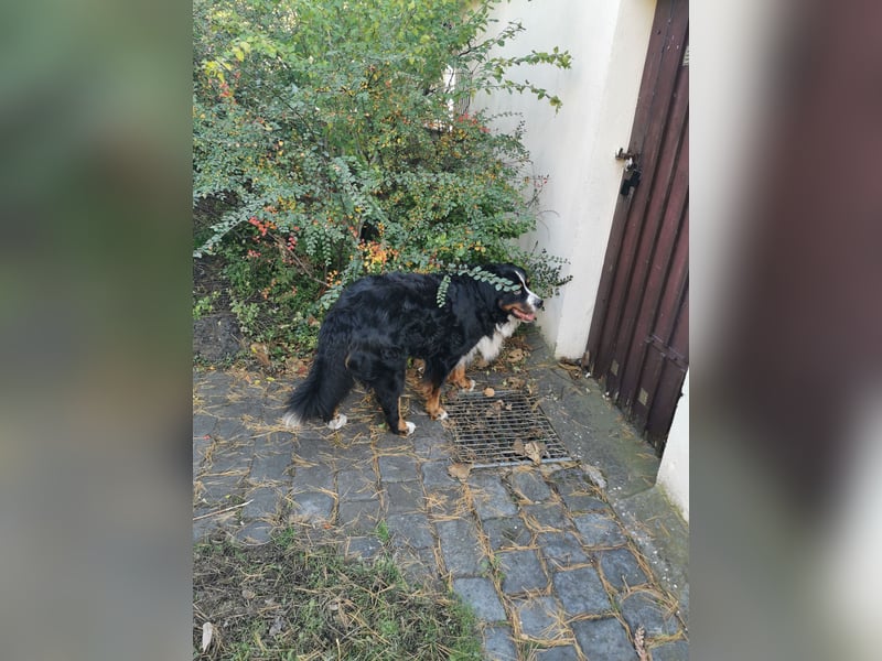 Berner Sennenhund Deckrüde