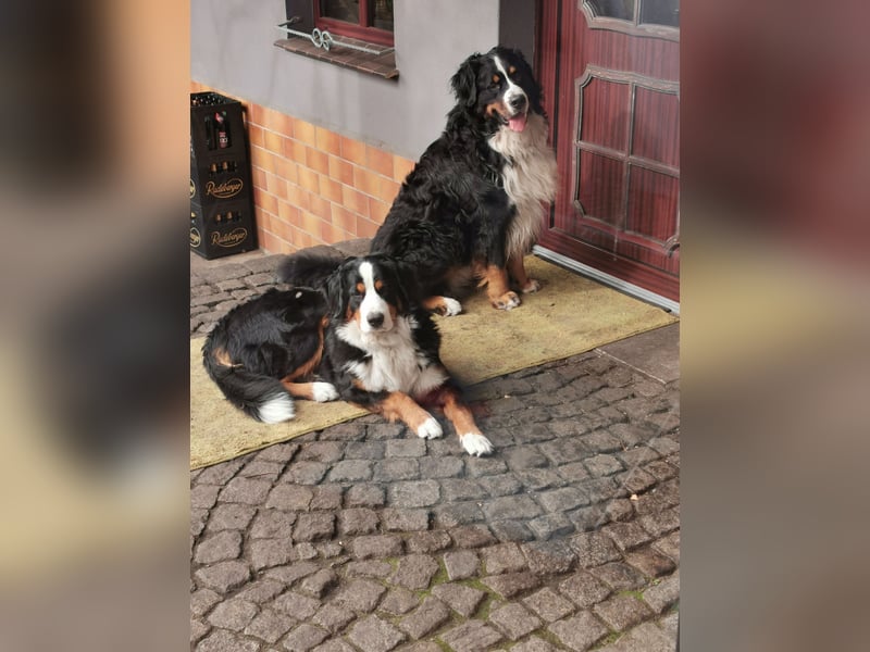 Berner Sennenhund Deckrüde