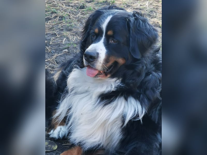 Berner Sennenhund Deckrüde