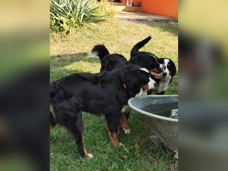 Berner Sennenhund Deckrüde
