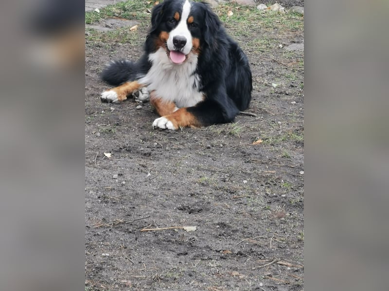 Berner Sennenhund Deckrüde