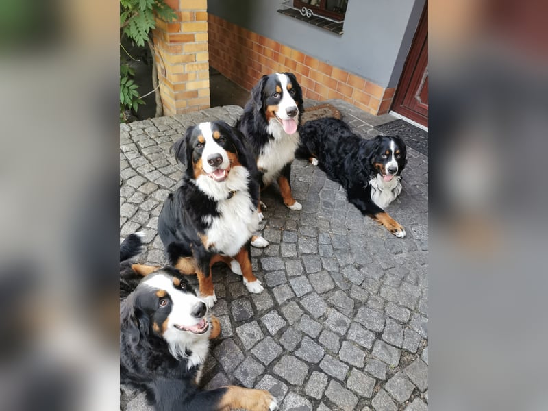Berner Sennenhund Deckrüde